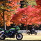 秋の寸又峡の紅葉