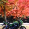 寸又峡の紅葉