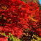 紅に染まる川沿い