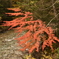 川沿いの紅葉　DSC_7245