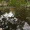 水面に浮かぶ紅葉