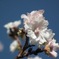 寒空の桜