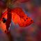 柿の紅葉