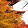 飛騨高山 国分寺の紅葉