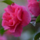 山茶花Ⅲ