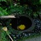 瑞泉寺の秋模様…３