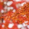 紅葉の流れ