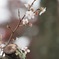 冬の桜