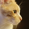 我が家の猫（その１）