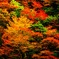 山肌に輝く紅葉