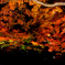 ライトアップ紅葉