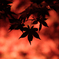 燃ゆる紅葉