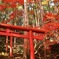 紅葉狩り 鳥居とコラボ