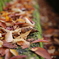 紅葉を見に行こうよう