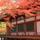 秋色（毛越寺）