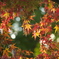 紅葉