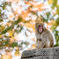 【千葉市動物公園】ニホンザル