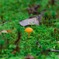 苔のなか。