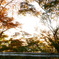 紅葉と木漏れ朝日