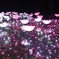相模湖イルミリオン