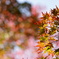 紅葉×玉ボケ