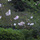 十月桜
