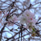 十月桜