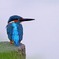 19時のカワセミ