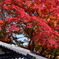 京都善峯寺のもみじ3