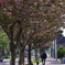 桜色の道