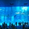 美ら海水族館