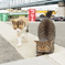 河川敷でねこ