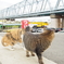 河川敷でねこ