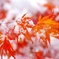 「紅白」
