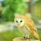 愛しのブラン♪