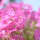 なんて花？