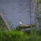 IMGP5964