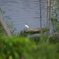 IMGP5965