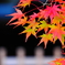 滋賀県でも紅葉狩り