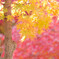 narapark2016_aki_002