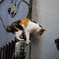 この猫はどこから来たのか、この猫は何者か、この猫はどこへ行くのか