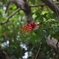 厦門旅行記 其の９・・・ホテル前のデイゴの花