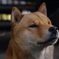 大人のふりけんた君