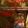 秋の哲学の道