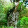推定年齢7000年の縄文杉