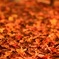 紅葉の絨毯