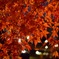 河口湖紅葉まつり