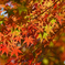 京都編　紅葉１