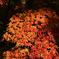 京都編　紅葉２