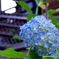 紫陽花咲いた